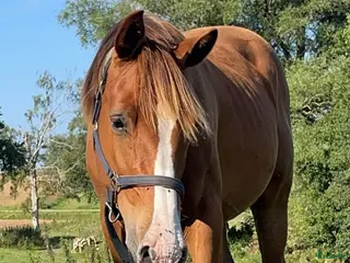 hästar 2st Halvblod. - Annons 8