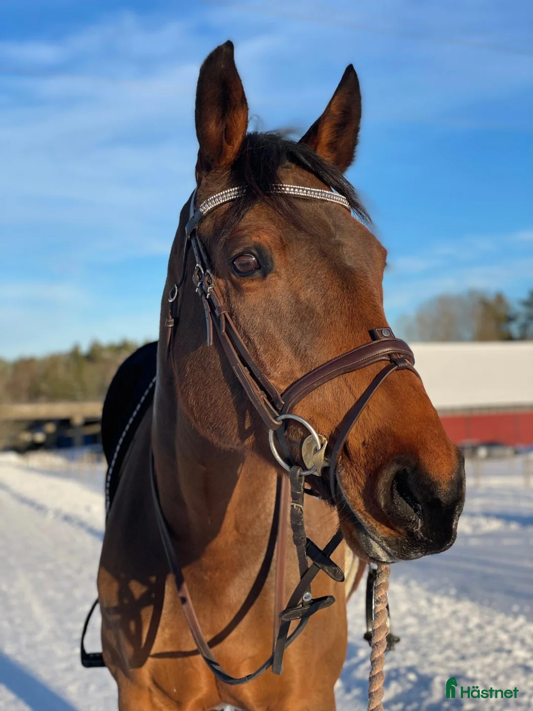 Hoppning hästar till salu: Lyxig läromästare till salu - Annons 2