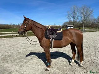 hästar Douglas sto med kapacitet - Annons 4