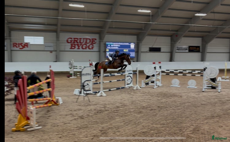  hästar i Aksdal - Annons 14