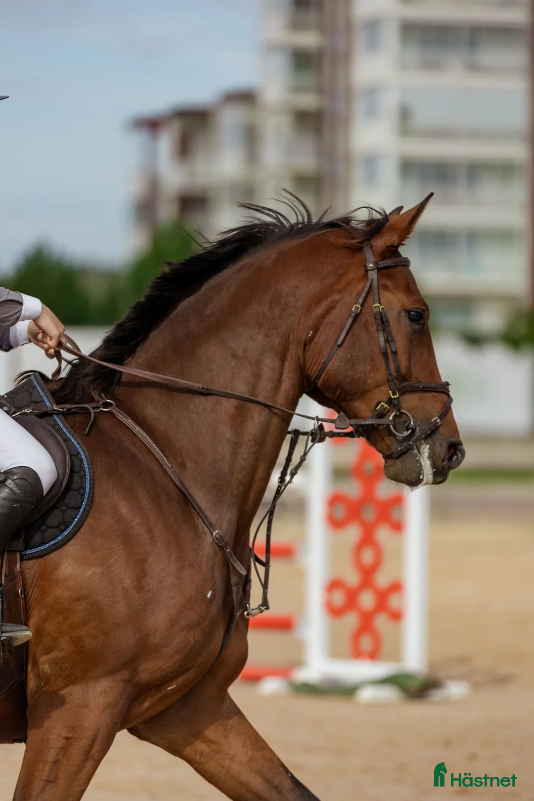 Hoppning hästar till salu: Ett kraftpaket med stor potential - Annons 5