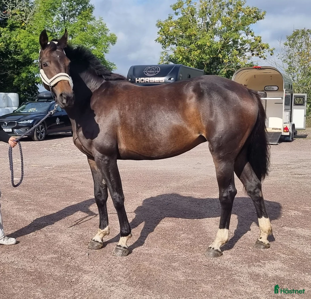 Avelshästar hästar till salu: Sto e: Kannan dräktig med Le Blue Diamond - Annons 2