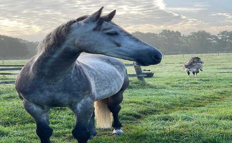  foderhäst i Ljungbyhed - Annons 12