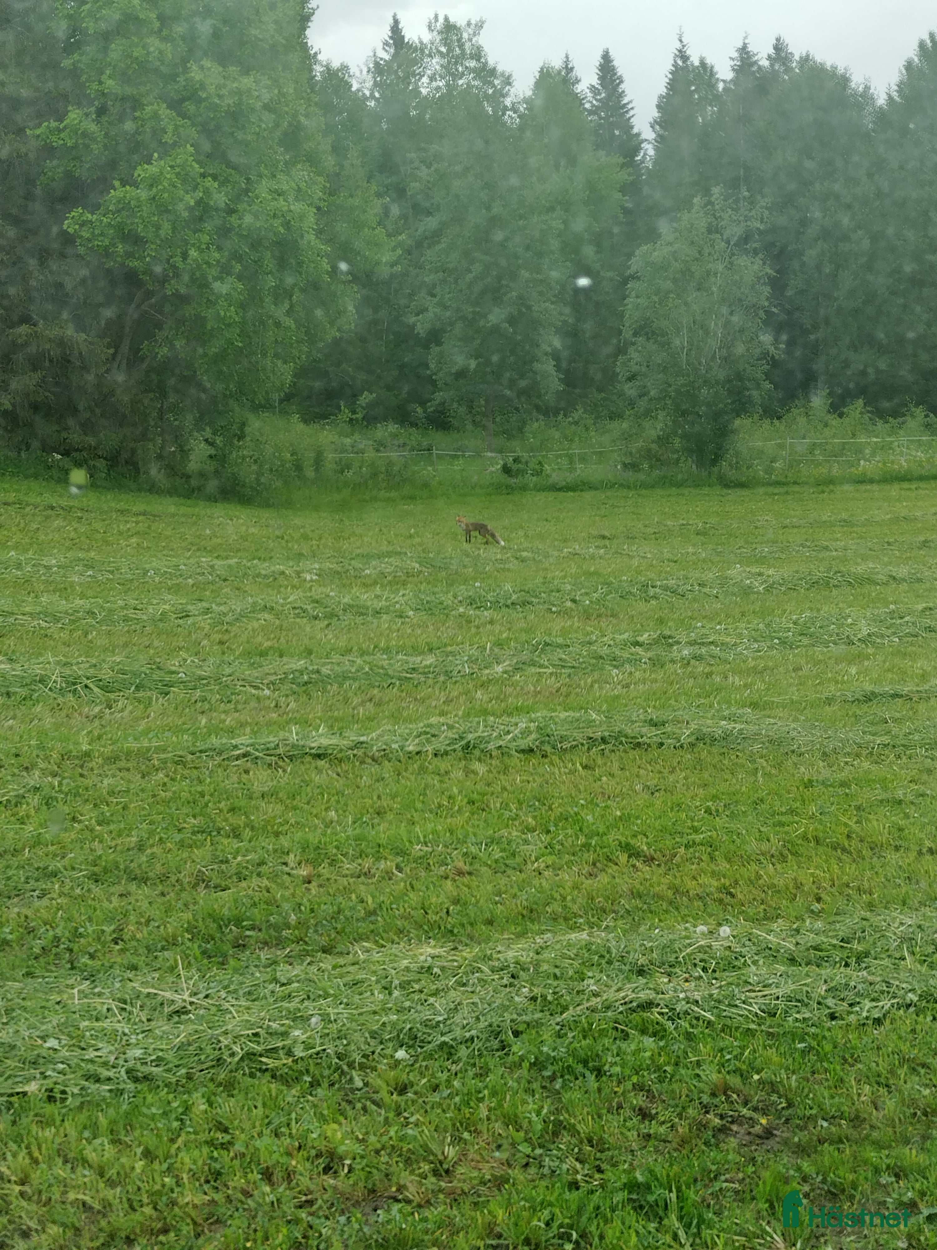  hästservice Prima Hö buntar och ensilagebalar i Brunflo - Annons 3
