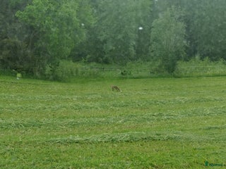 hästservice finnes: Prima Hö buntar och ensilagebalar i Brunflo - Annons 1