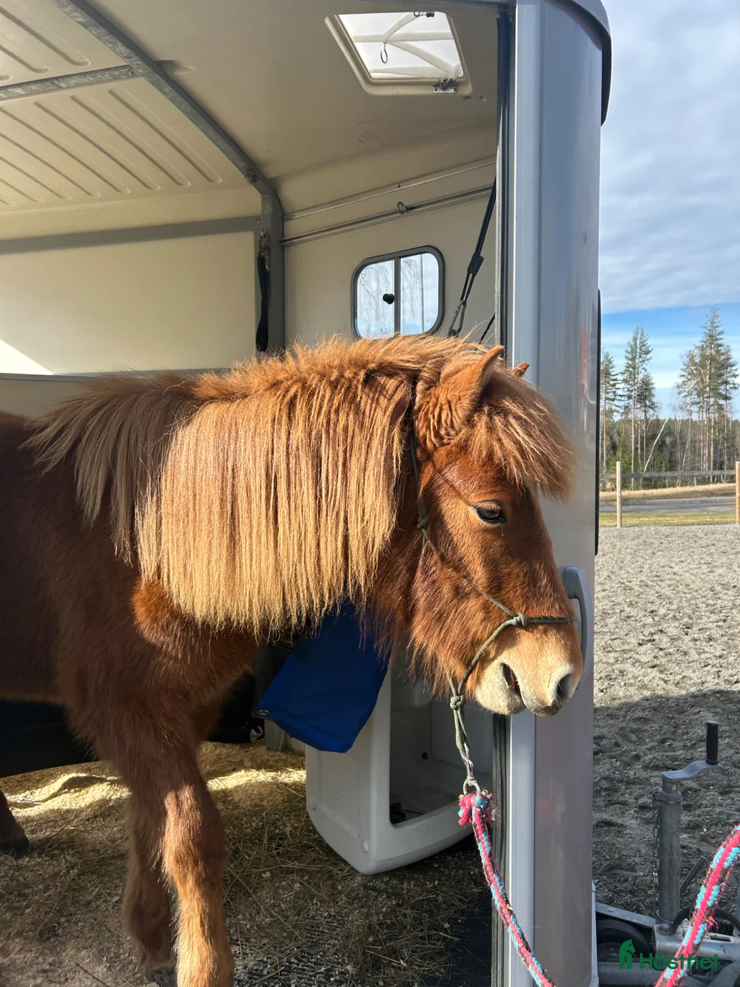 Island hästar till salu: Sto med spännande stam - Annons 2