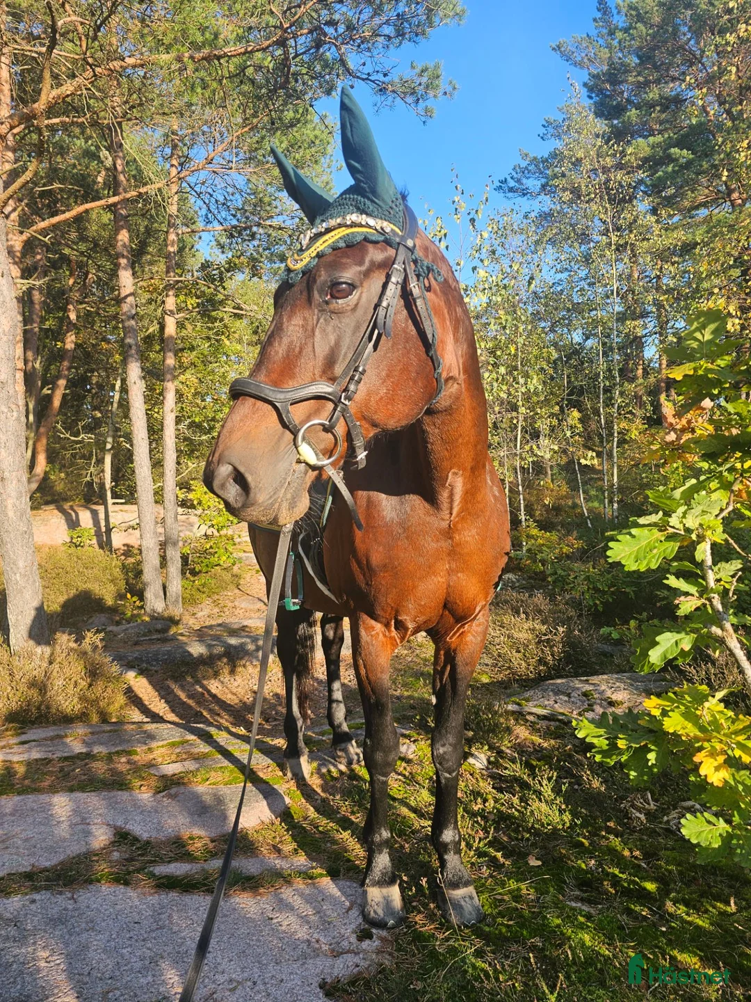 Allround hästar till salu: Varmblods - Annons 1