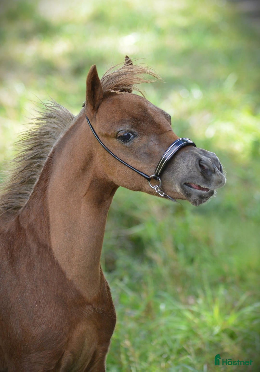 Allround hästar till salu: **Extremt vacker "miniarab" AMHA hingstföl** i Åtvidaberg - Annons 1