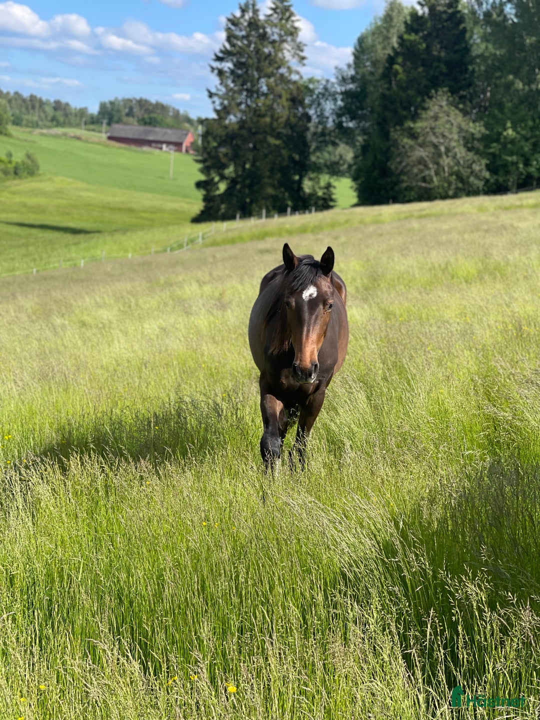 Allround hästar till salu: Trevligt och formbart 3-årigt sto i Uddevalla - Annons 3