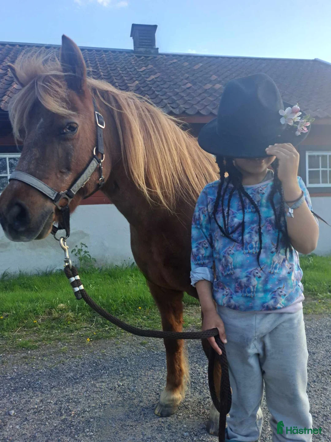 Allround hästar till salu: Rid- och körponny i Katrineholm - Annons 2