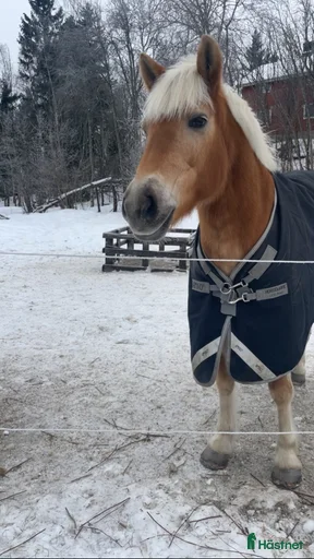 Galleribild {{count}}