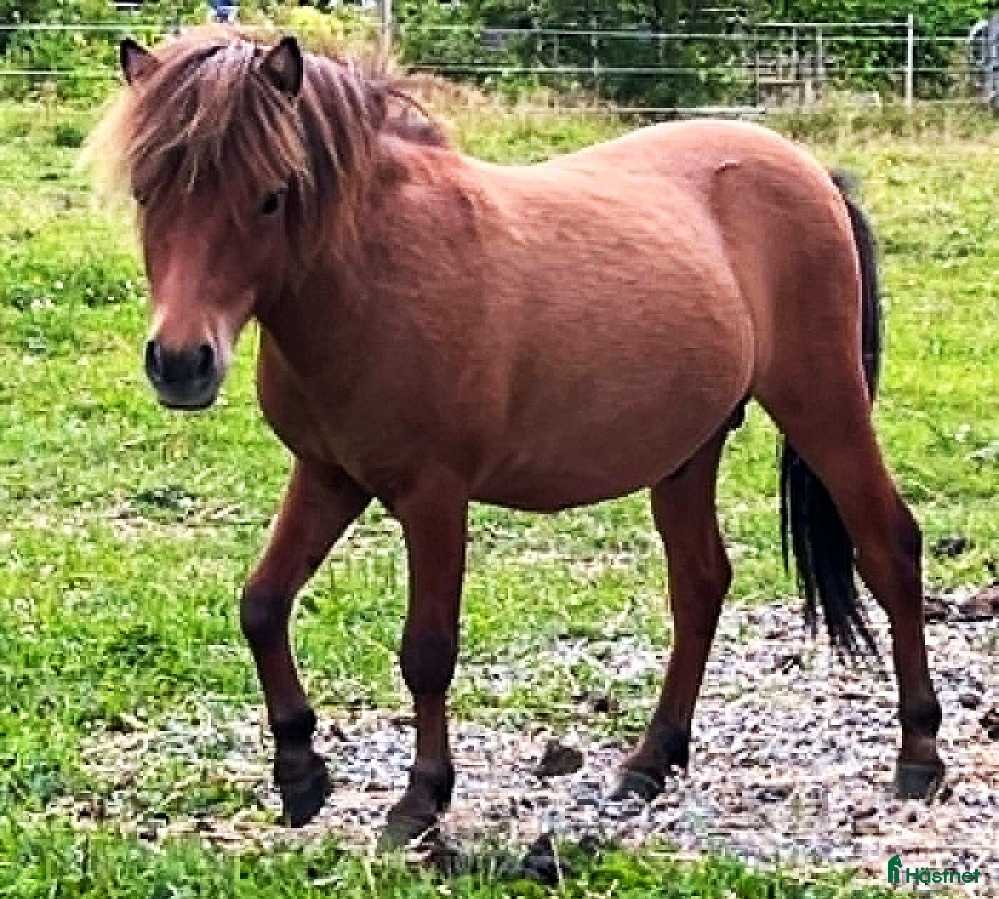  hästar AMERICAN MINIATYR hORSE  - Annons 1