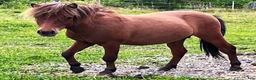 Allround hästar till salu: AMERICAN MINIATYR hORSE  - Annons 1