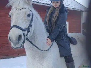 hästar Snäll d-ponny säljes i Nyköping - Annons 18