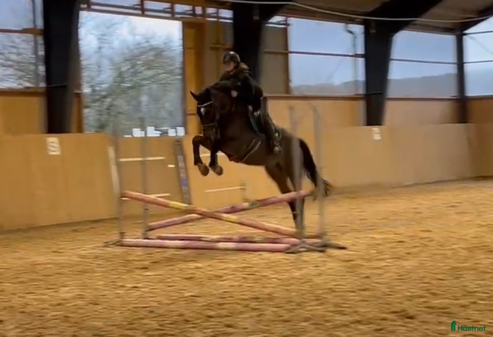  hästar Lovande snygg unghäst! i Kågeröd - Annons 1