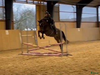 hästar Lovande snygg unghäst! i Kågeröd - Annons 1