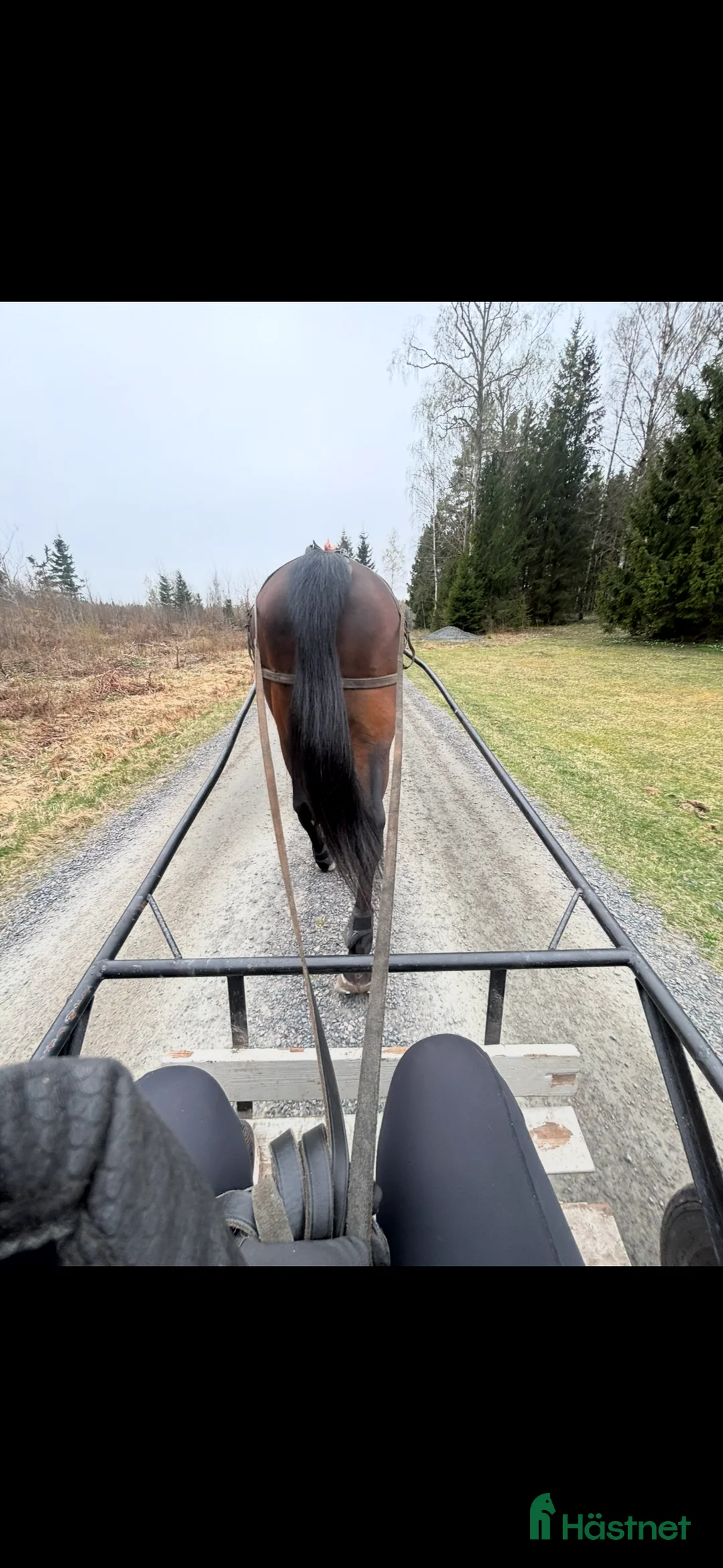 Allround hästar till salu: Skogsmulle - Annons 3