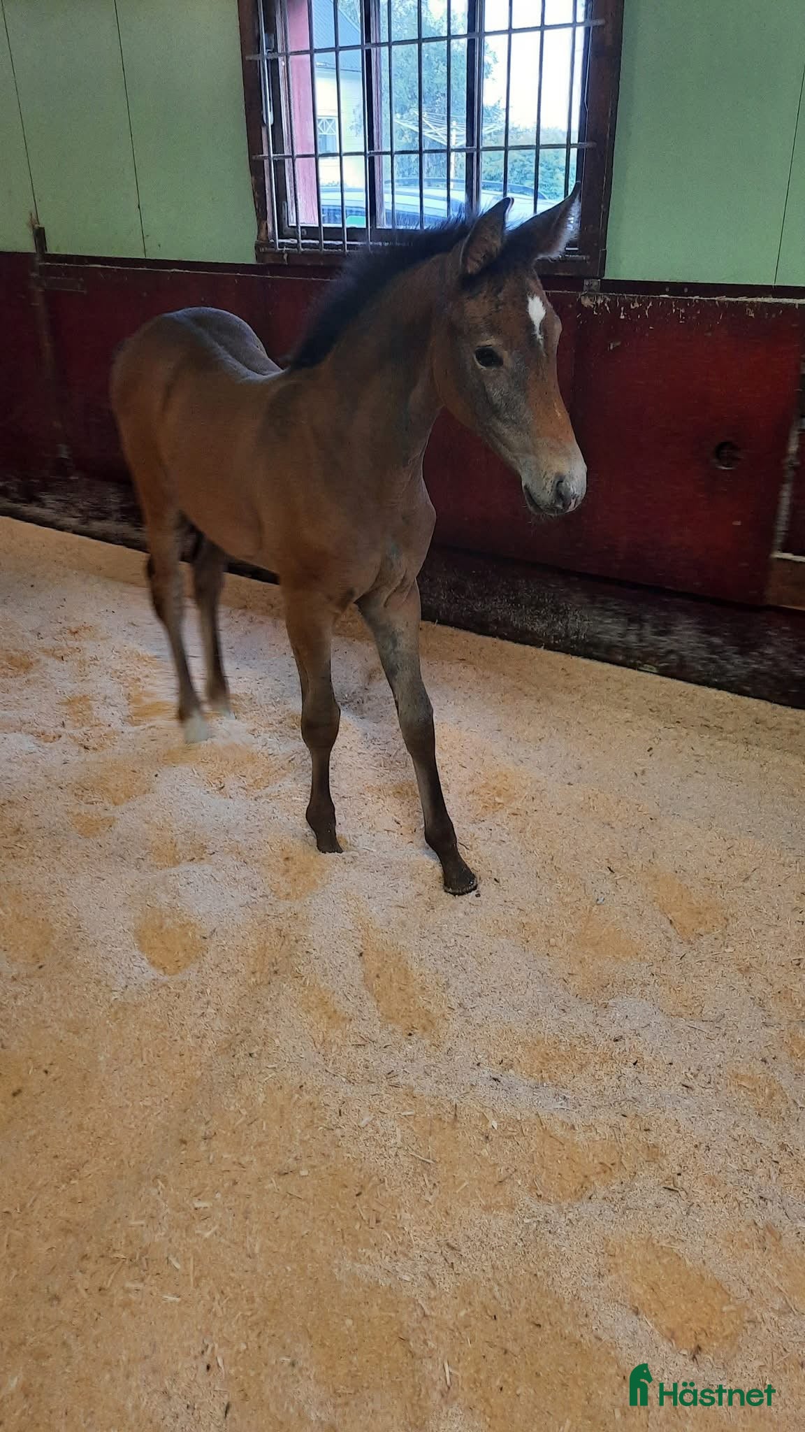 Hoppning hästar till salu: Uttrycksfullt stoföl med fantastisk hoppstam! i Ullared - Annons 2