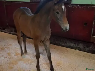 hästar Uttrycksfullt stoföl med fantastisk hoppstam! i Ullared - Annons 9