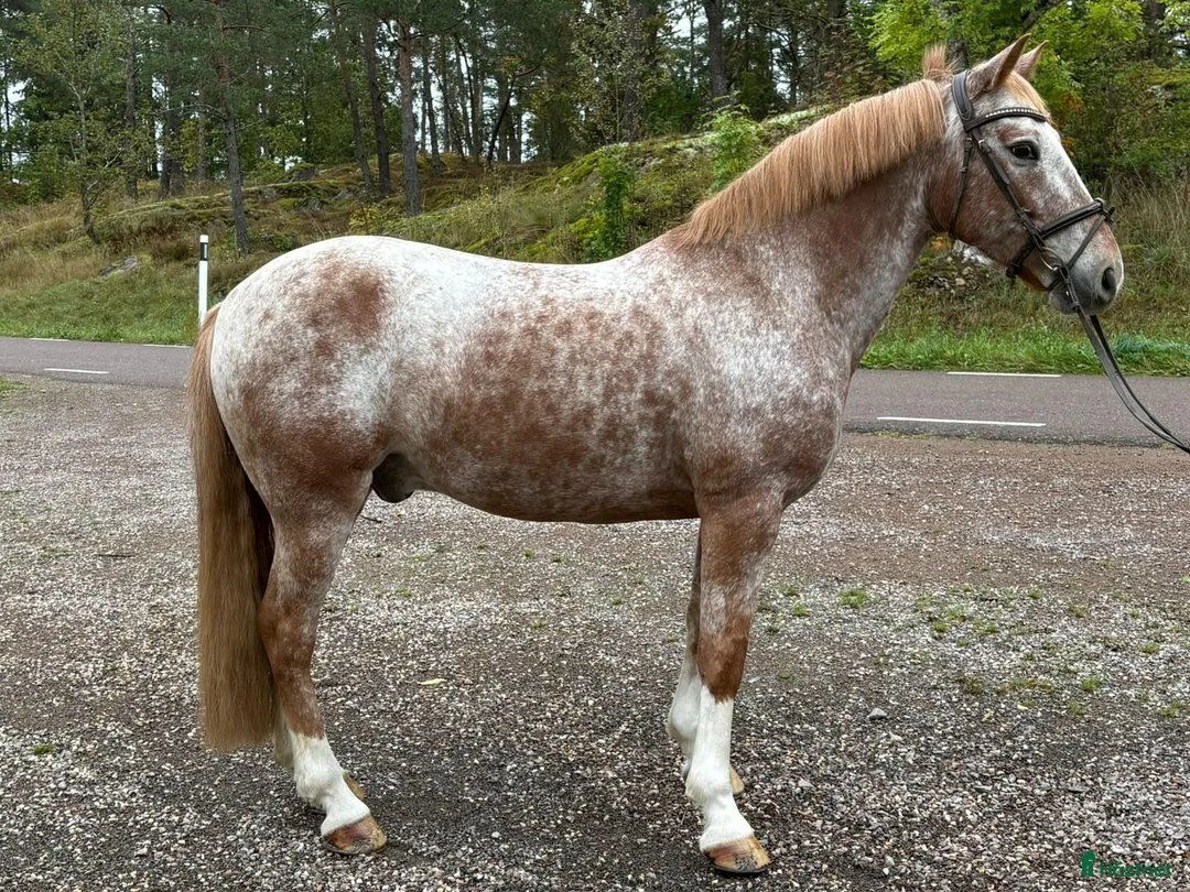 Allround hästar till salu: En ponny med SM kvalité  - Annons 1
