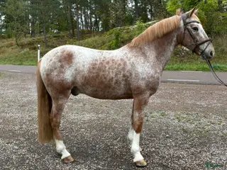 hästar En ponny med SM kvalité - Annons 3