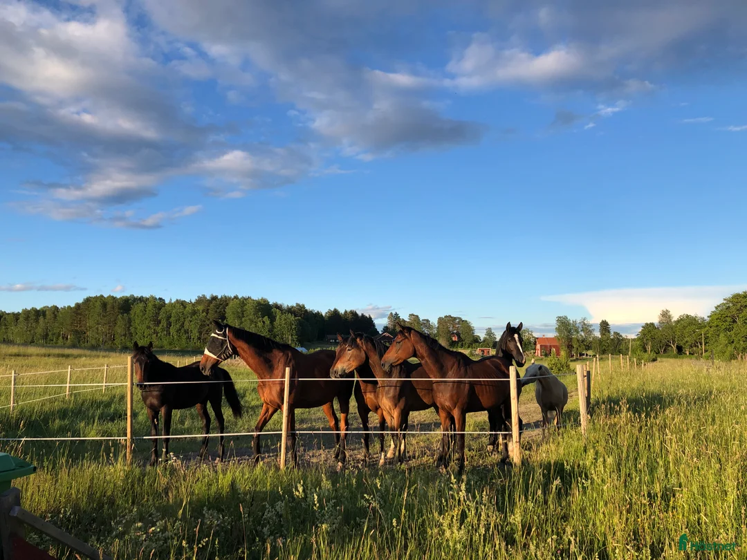  stallplats finnes: Bete/vilohem utanför Uppsala - Annons 1