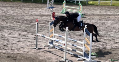  hästar i Örebro - Annons 15