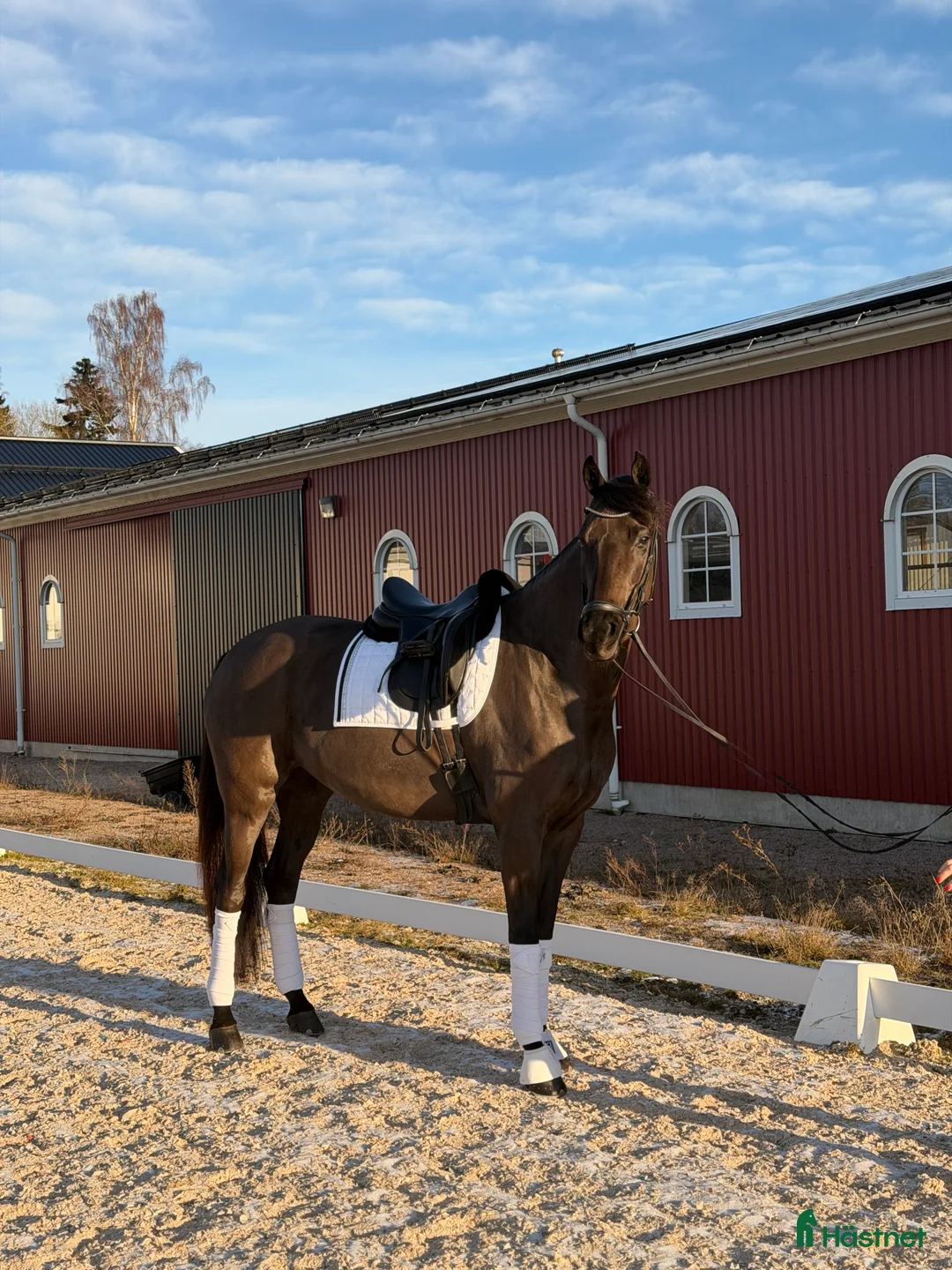 Dressyr hästar till salu: Vackert sto i Tranås - Annons 5