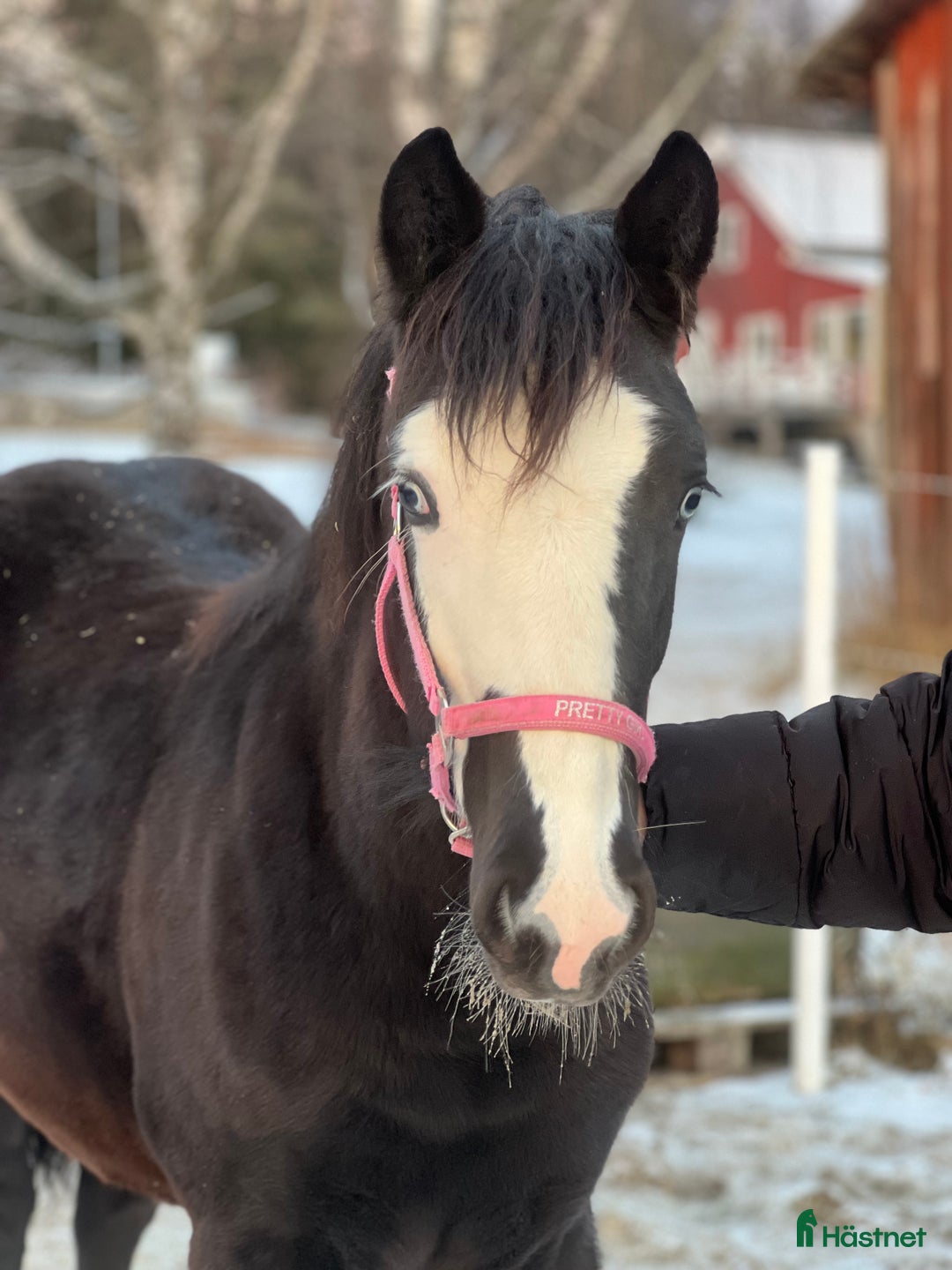 Trav hästar till salu: Kolla hit!!  - Annons 2