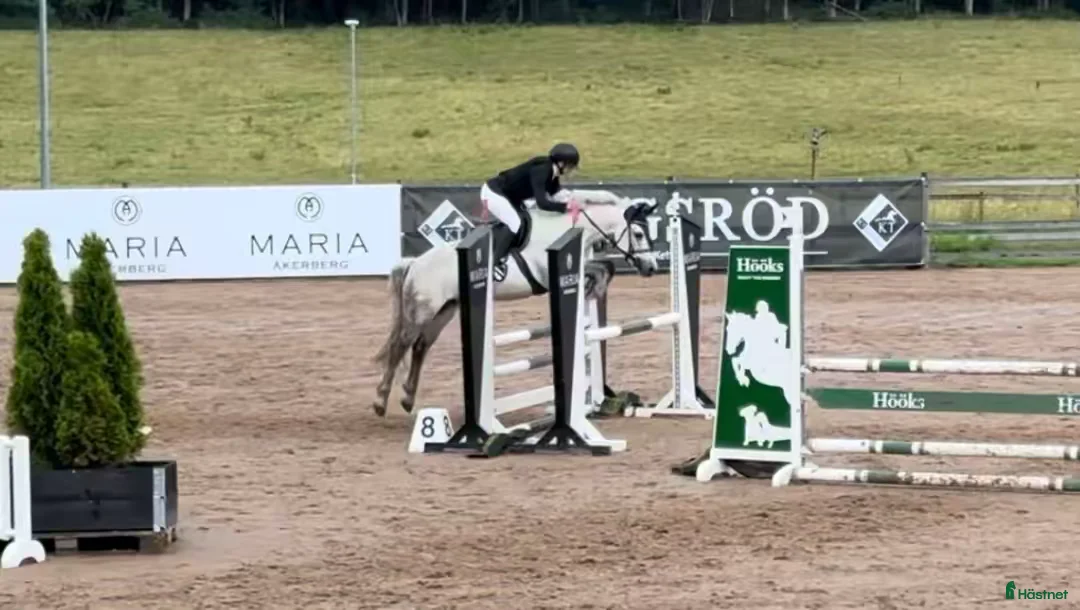 Hoppning hästar till salu: Snäll & okomplicerad ponny⭐️ - Annons 2
