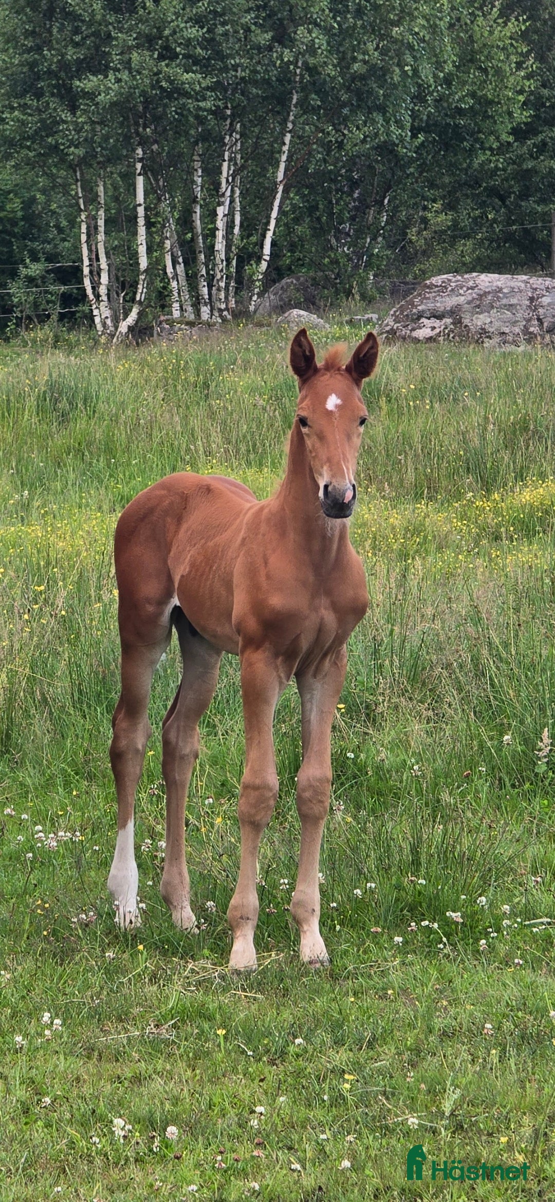 Dressyr hästar till salu: Passa på!! Dressyr löfte med högt meriterad stam! i Veddige - Annons 8