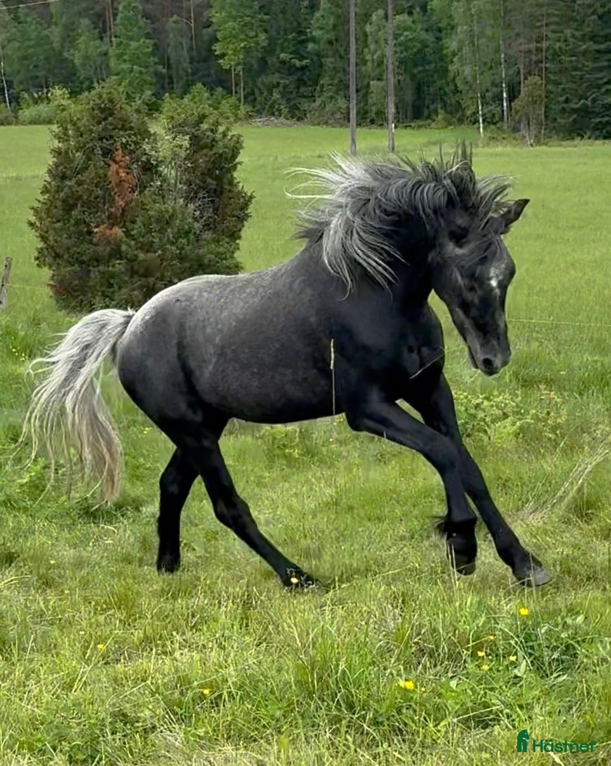  hästar Snygg connemara med toppen stam, valack 3 år - Annons 6
