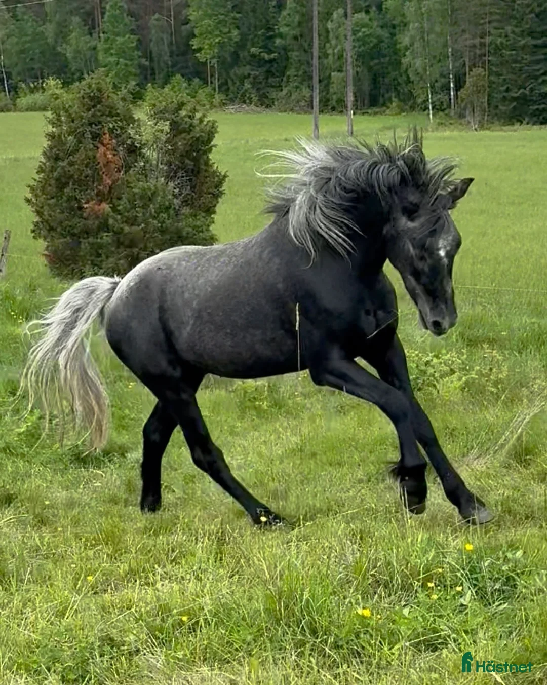 Allround hästar till salu: Snygg connemara med toppen stam, valack 3 år - Annons 1
