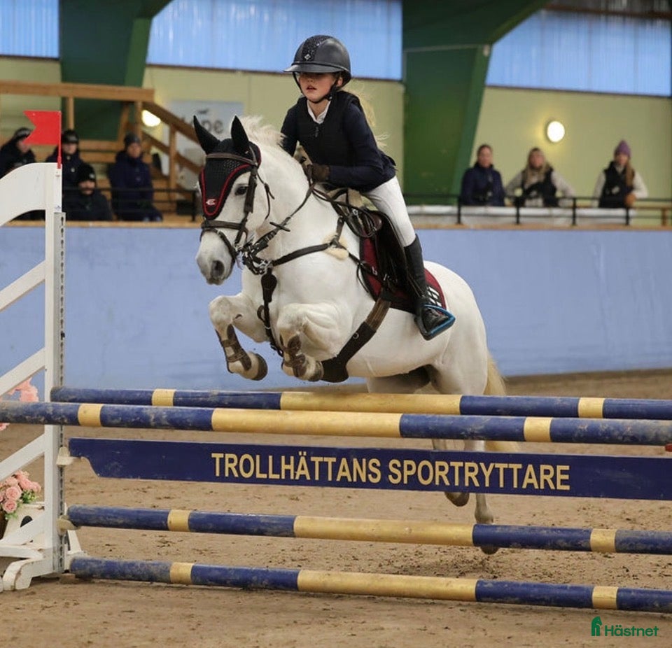 Hoppning hästar till salu: Världens bästa tävlingskompis - Annons 1