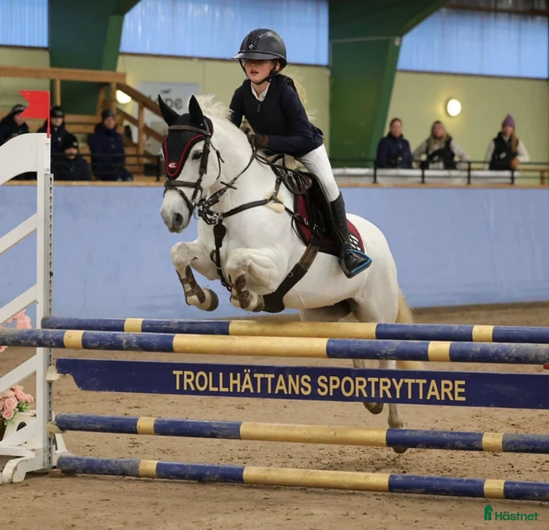 Hoppning hästar till salu: Världens bästa tävlingskompis - Annons 1