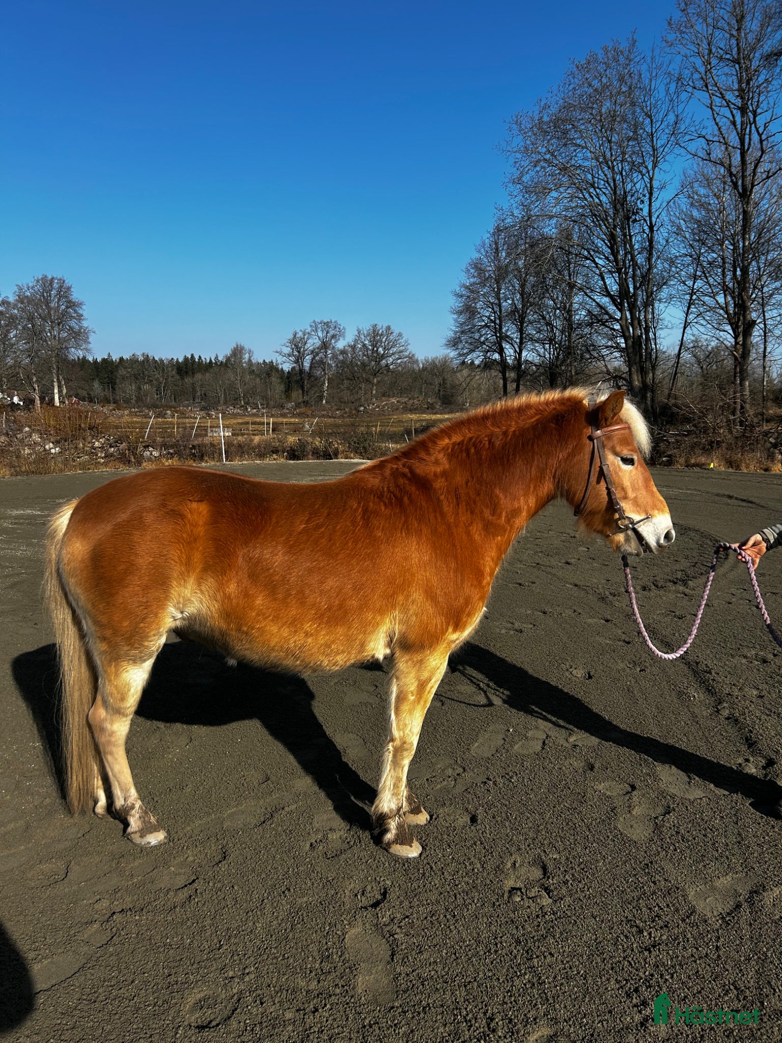  hästar Pigg och känslig russvalack - Annons 12