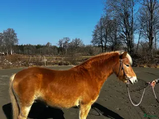 hästar Pigg och känslig russvalack - Annons 12