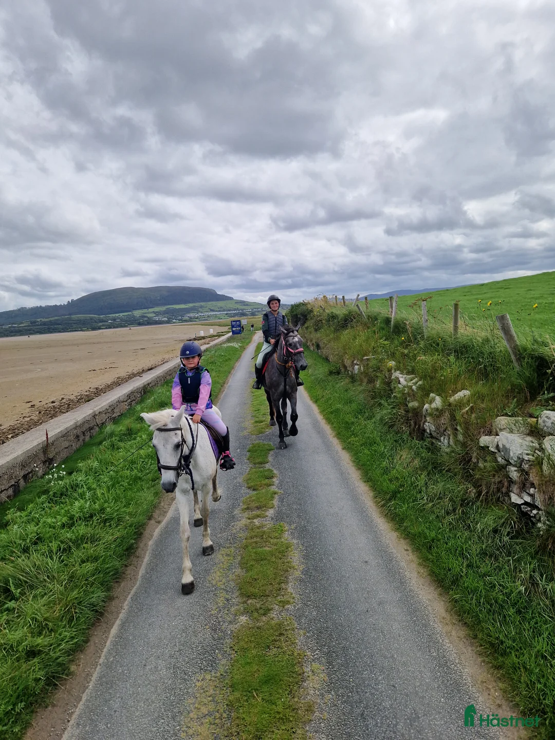 Dressyr hästar till salu: Equestrian holiday in Ireland  - Annons 2
