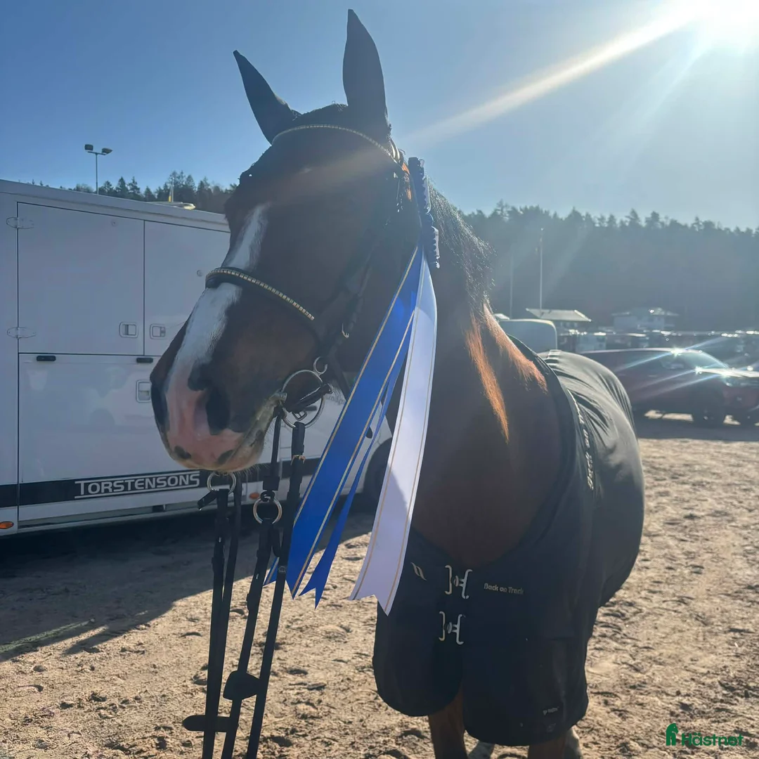 Hoppning hästar till salu: Snyggt Sto för framtiden  - Annons 1