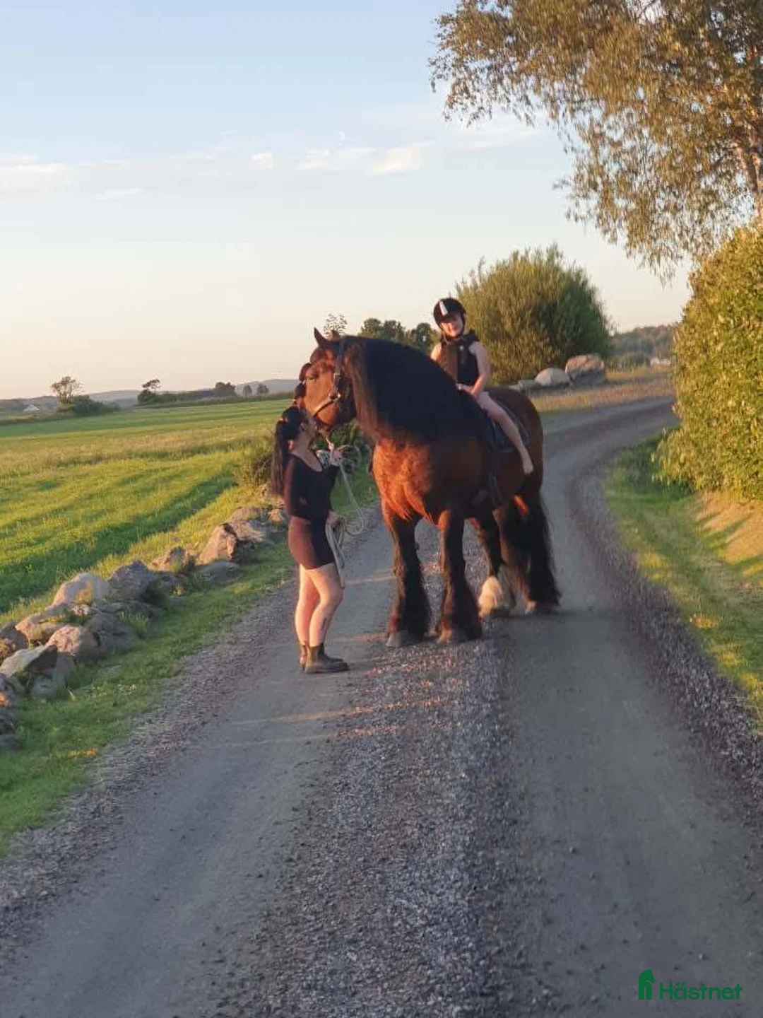 Allround hästar till salu: Ardenner hingst  - Annons 2