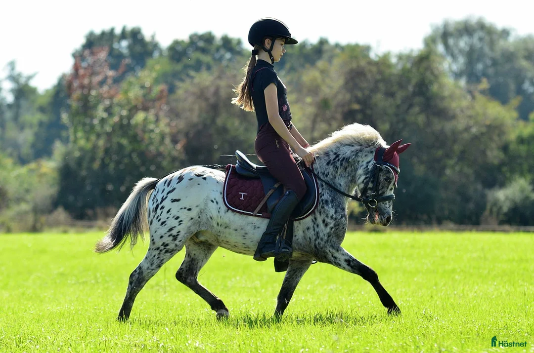 Hoppning hästar till salu: Jumping pony with special color i Ystad - Annons 2