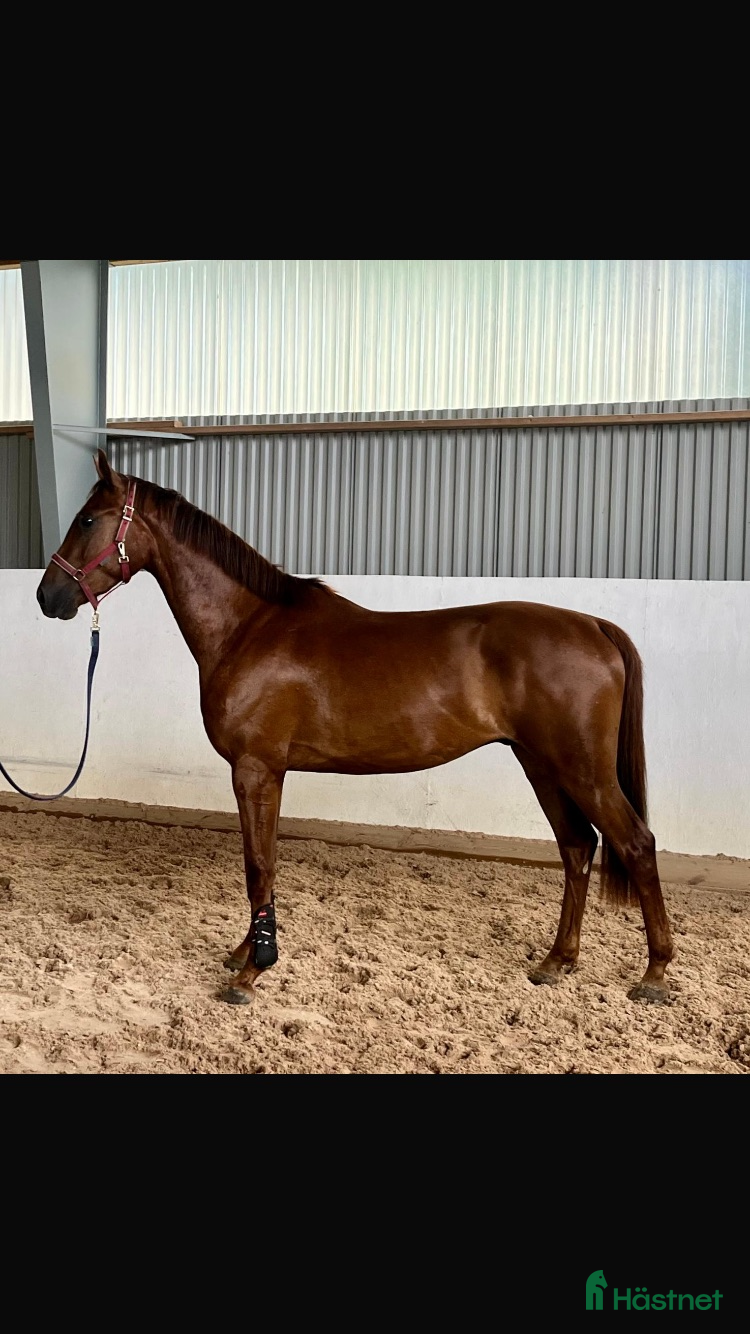  hästar Lovande talang SWB i Hultsfred - Annons 14