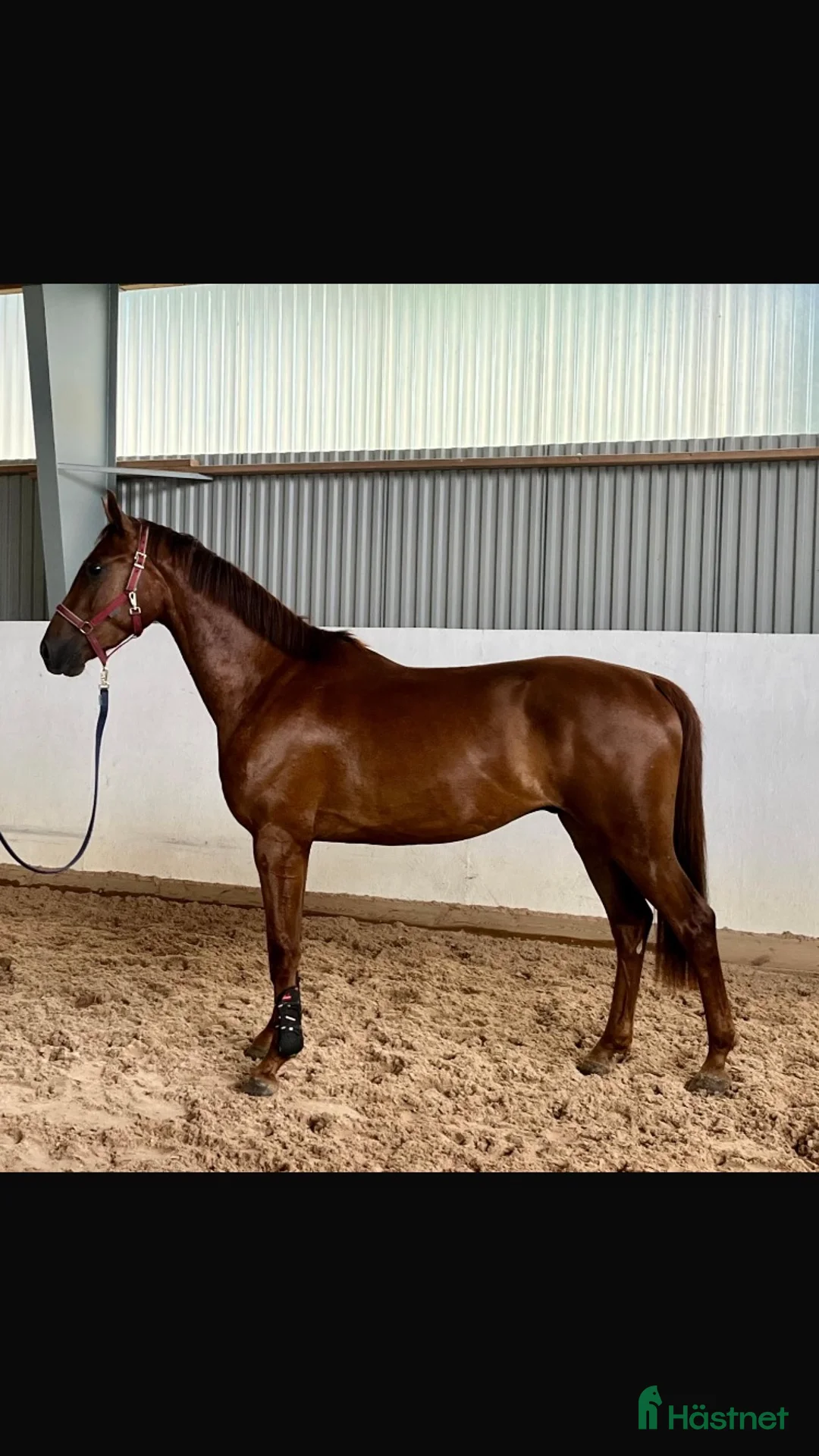 Hoppning hästar till salu: Lovande talang SWB i Hultsfred - Annons 1