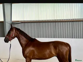 hästar Lovande talang SWB i Hultsfred - Annons 14