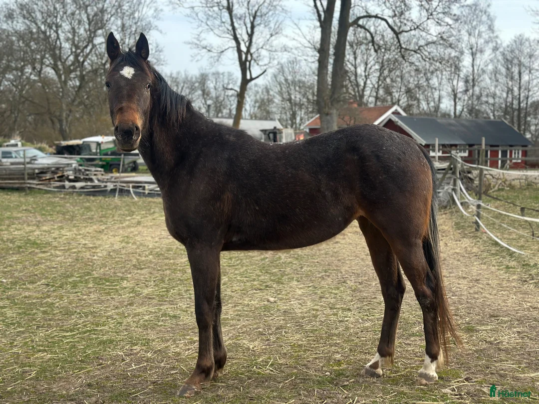 Allround hästar till salu: Fynda trevlig d ponny verksamhet/familj  - Annons 2