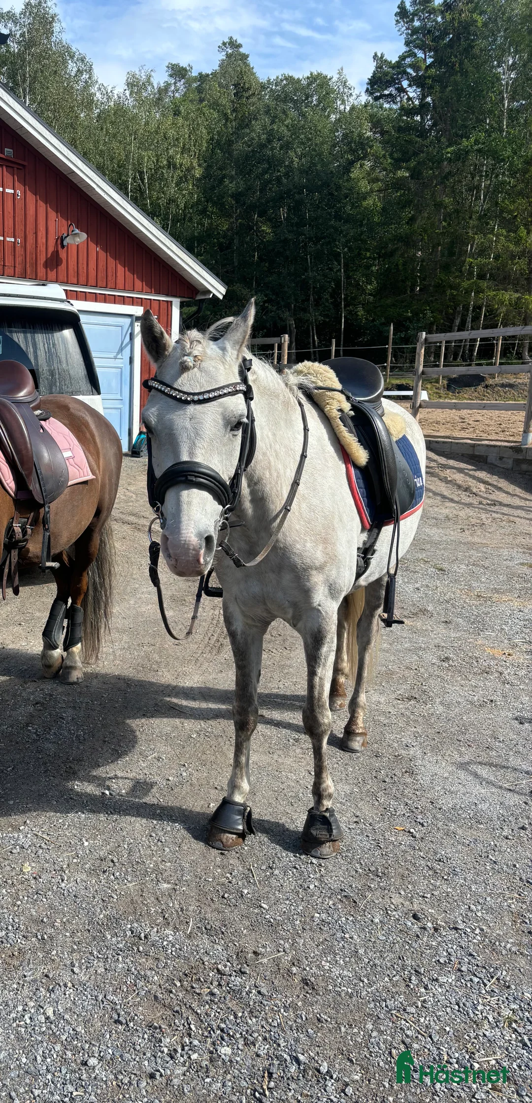 Dressyr hästar till salu: Unikt tillfälle då stallet är fullt i Ösmo - Annons 3