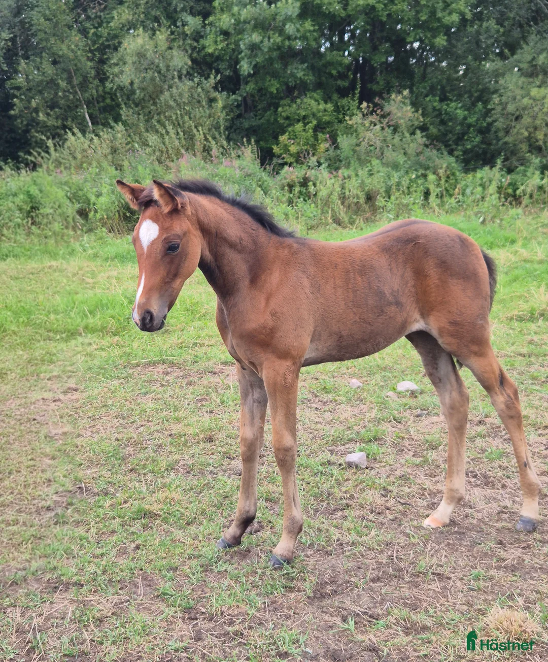 Trav hästar till salu: Årsföl  - Annons 4