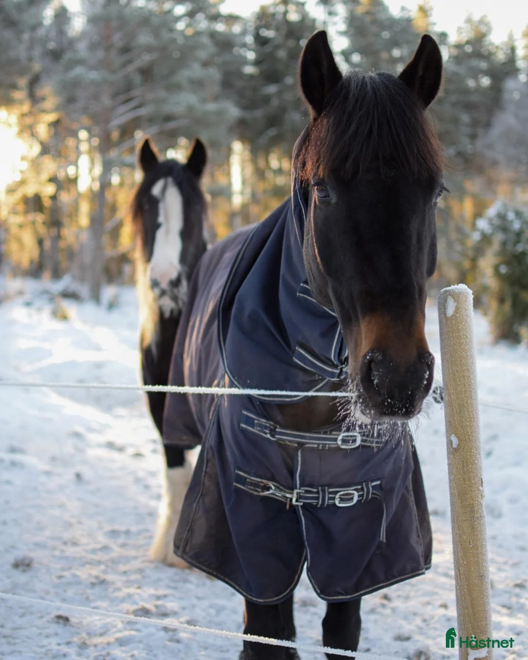 Allround hästar till salu: Calypso – valack f. 2014 ❤️ i Ingatorp - Annons 3