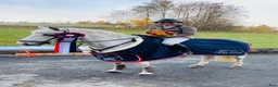 Hoppning hästar till salu: Super, snill og erfaren C-ponni selges - Annons 6