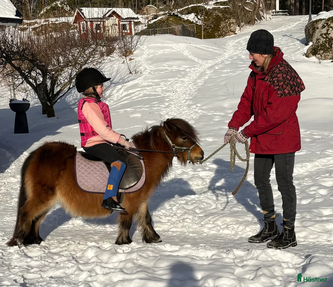  foderhäst finnes: Sommarponny? - Annons 1